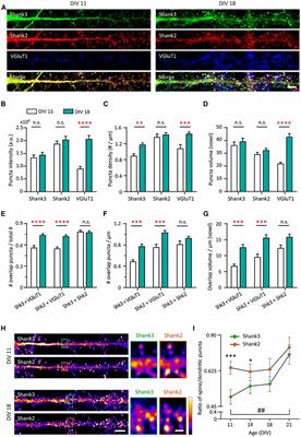 Shank and Zinc Mediate an AMPA Receptor Subunit Switch in Developing Neurons